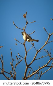 Finch Bird Standing On A Tree In Blue Sky, Birds Concept