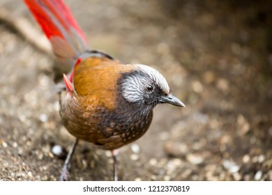 Finch At Bloedel Conservatory