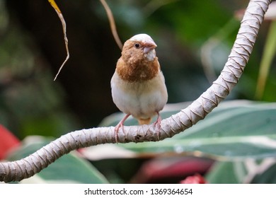 Finch At Bloedel Conservatory