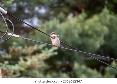 Finch buillding a nest on a telephone wire