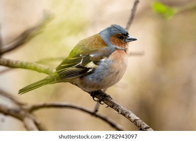 Finch Fluffing Up While Sitting On A Branch
