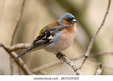 Finch Fluffing Up While Sitting On A Branch