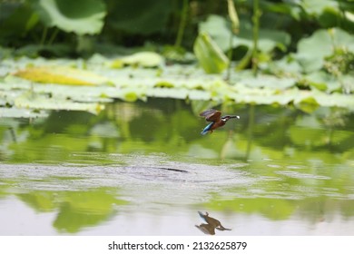 A Finch Flying Over A Pond Surrounded By Greenery