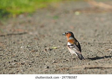 finch in the forest