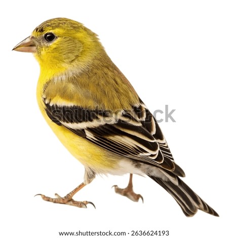 finch isolated on white background