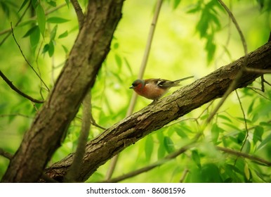 Finch on Tree