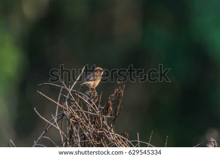 Similar – Jay in the morning light