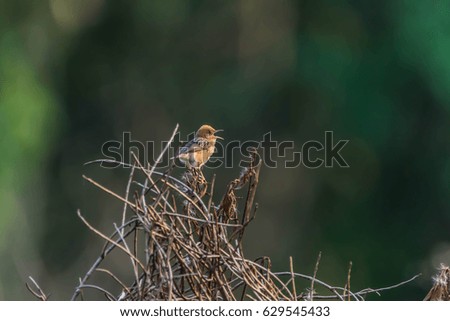 Similar – Jay in the morning light