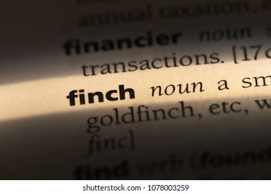 Finch Word In A Dictionary. Finch Concept