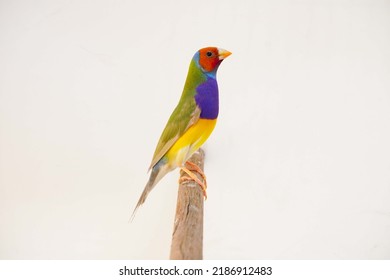 Finches 7color Gouldian Finch, Male Bird Style Face red chest dark purple body dark yellow.bird on branch in front of a white background