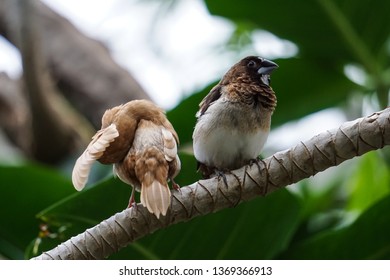 Finches At Bloedel Conservatory