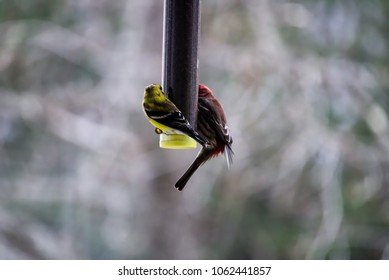 Finches at Thistle Feeder