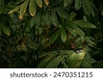 Find the butterfly in the green tropic forest. Butterfly in Malaysia. Wildlife nature. Tropic butterfly in the jungle fores. Close-up detail. Black Great Mormon, Papilio memnon, insect on flower bloom