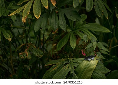 Find the butterfly in the green tropic forest. Butterfly in Malaysia. Wildlife nature. Tropic butterfly in the jungle fores. Close-up detail. Black Great Mormon, Papilio memnon, insect on flower bloom - Powered by Shutterstock