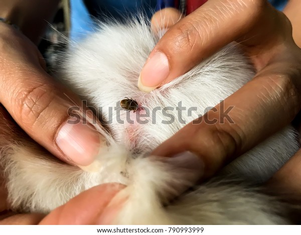 Find flea tick on dog skin hair, Closeup\
big tick dog eating dog blood with female\
hand