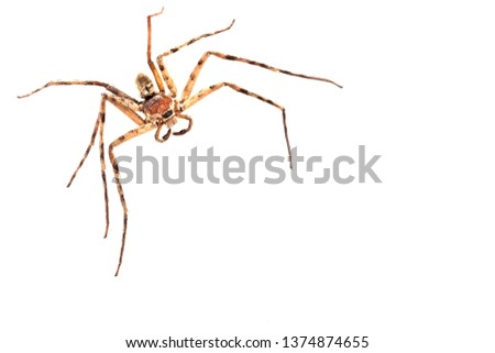 Find images of insects, angles, white background.Even though spiders are creepy crawlers that you probably despise, if you kill a spider it could actually 