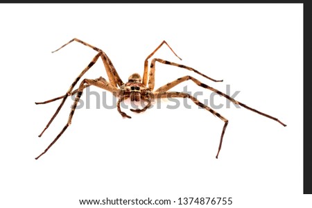 Find images of insects, angles, white background.Even though spiders are creepy crawlers that you probably despise, if you kill a spider it could actually do your house more harm than good.