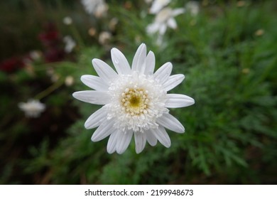 Find A Very Beautiful White Flower In The Kamojang Village Area, Garut Regency.
