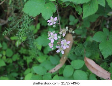 I Find Wild Little Flowers In My Way Through The Forest