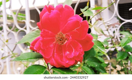 Find your perfect red rose close-up image. Free pictures to download and use in your next project. Royalty-free images. Free Rose Flower photo