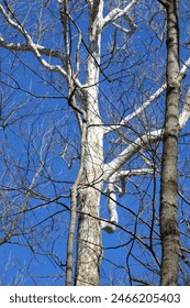 Finding beauty in the empty branches