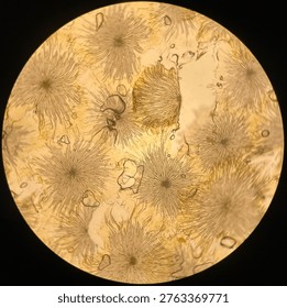 Finding the extraordinary in the microscopic. A world of hidden patterns
