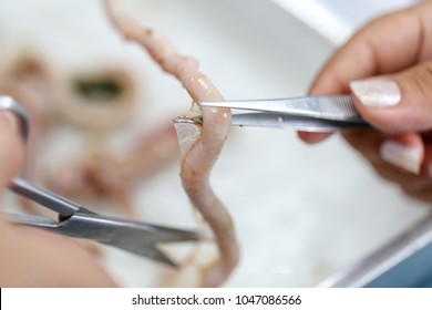 Finding parasites in samples animals for education in laboratory.