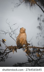 Finding a peaceful perch amidst the rustling leaves