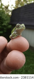 finding a tiny little frog
