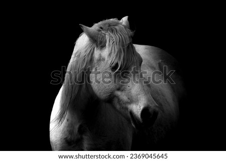 Similar – Image, Stock Photo Look me in the eyes mare.