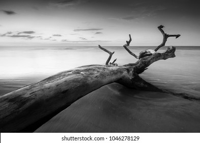 Fine art black & white image of falling tree at the beach in Mukah, Sarawak, Malaysia. Soft focus due to long exposure.