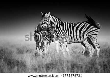 Fine art, black and white photo of two Burchell's zebra, Equus quagga burchellii, mother and foal, african animals in savanna against dark background. Etosha, Namibia safari.