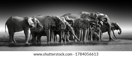 Fine art, black and white photo of group african elephants against dark background, standing on the bank of river Chobe, drinking water.   Botswana safari.