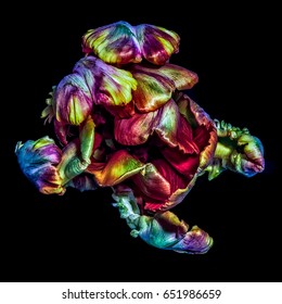Fine art colorful floral macro flower portrait fantasy of a single isolated blooming parrot tulip blossom in surrealistic / fantastic realism style with pop-art colors and strong texture