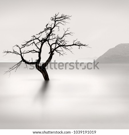 Fine Art images of trees in the water