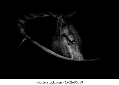 Fine art, low key horse picture Andalusian p.r.e. horse looking over shoulder with an eye that speaks