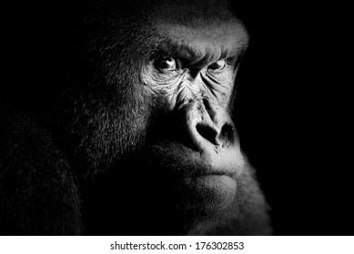 Fine art portrait of a gorilla