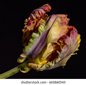 Fine art soft colored macro flower portrait of a single isolated closed blooming parrot tulip blossom in still life style on black background in vintage painting style