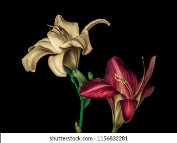 Fine art still life color macro portrait  of a pair of isolated wide open purple and beige daylily blossoms,black background,detailed texture, vintage painting ,symbolic pair couple joint together
