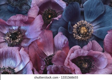 Fine art still life floral pastel color macro of a bouquet / bunch / collage of pink  and violet blue anemone blossoms with detailed texture in vintage painting style