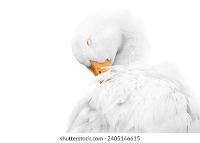 Fine art white goose bird washing it self with clean background - Powered by Shutterstock