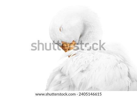 Fine art white goose bird washing it self with clean background