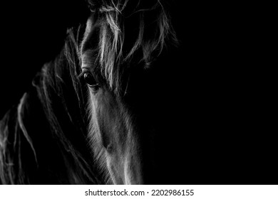 Fine art wild horse photograph low key with a beautiful reflection in his eye and a eye that really speaks