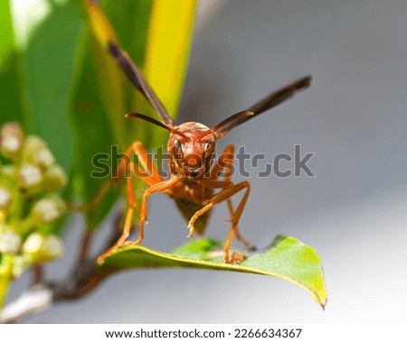 Fine backed red paper wasp hornet - Polistes Carolina - face front view showing eyes, mandible and antennae in focus. On cherry laurel bloom blossom or flower