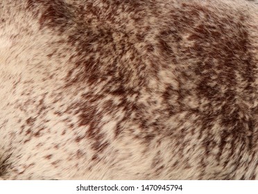 Fine Brown And White Speckled Markings On Nguni Cow Hide, Indigenous Zulu Breed.