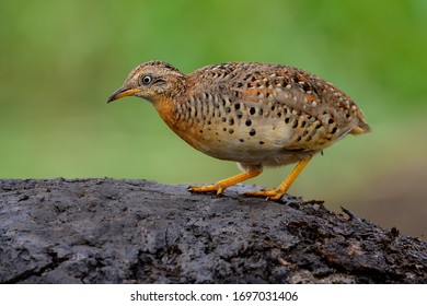 Fine Camoufage Brown Bird Squat Walking In Early Morning Searching For Meal Seeds In Rice Farm, Yellow-Legged Buttonquail (Turnix Tanki) 