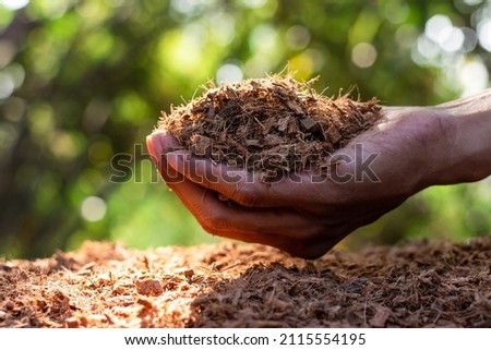 Fine coconut husks for fertilizing to plant trees in the hands of men and the morning sun shining through.