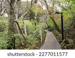 fine forest path and lamp