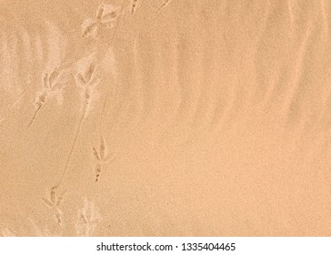 Fine golden sand texture with bird steps on the sea coast. Top view of sandy beach.  - Shutterstock ID 1335404465