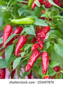 Fine Grown Chili Pepper Plant